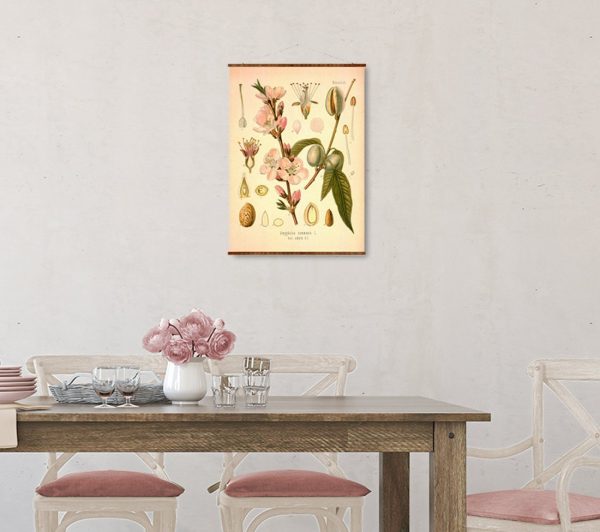 Almond (Rosaceae Amygdalus Communis) Vintage Medical Botanicals Antique Plant and Herb Drawings Ready to Hang Kitchen Art Canvas Scroll Supply