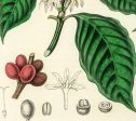 Coffea Arabica Illustration Vintage Botanicals Antique Kitchen Art Decorative Print BUY 3 Get 4th PRINT FREE Online