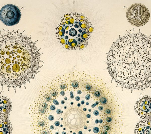 Collosphaera Vintage Poster Ernst Haeckel Illustration Art Decorative Wall Print Poster Home Decor Wall Hangings BUY 3 Get 4th PRINT FREE Online Hot Sale