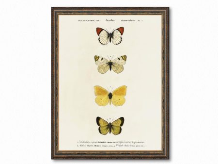 Vintage Butterfly Plate 2 Illustration Art Decorative Wall Print Poster Science Chart Home Decor Wall Hangings BUY 3 Get 4th PRINT FREE Sale