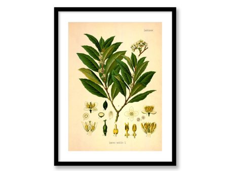 Bay Leaf Laurus Nobilis Vintage Medical Botanicals Antique Plant and Herb Drawings Kitchen Art Decorative Print BUY 3 Get 4th PRINT FREE Online