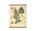 Absinth Medical Botanicals Antique Plant and Vintage Herb Drawings Ready to Hang Kitchen Art Decorative Canvas Scroll Sale