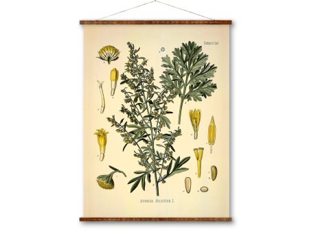 Absinth Medical Botanicals Antique Plant and Vintage Herb Drawings Ready to Hang Kitchen Art Decorative Canvas Scroll Sale