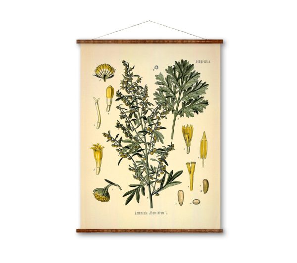 Absinth Medical Botanicals Antique Plant and Vintage Herb Drawings Ready to Hang Kitchen Art Decorative Canvas Scroll Sale