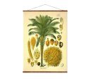 African Oil Palm (Elaeis Guineensis) Vintage Medical Botanicals Antique Plant and Herb Drawings Ready to Hang Kitchen Art Canvas Scroll Sale