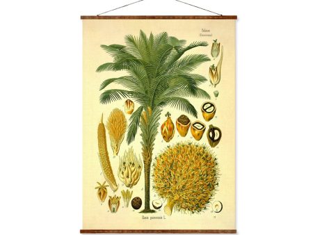 African Oil Palm (Elaeis Guineensis) Vintage Medical Botanicals Antique Plant and Herb Drawings Ready to Hang Kitchen Art Canvas Scroll Sale