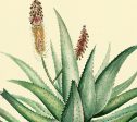 Aloe Plant Vintage Medical Botanicals Antique Herb Drawings Ready to Hang Kitchen Art Decorative Canvas Scroll Supply