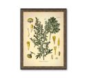 Absinth Medical Plant Botanicals Floral Antique Plant and Herb Drawings  Kitchen Art Decorative Print BUY 3 Get 4th PRINT FREE Fashion