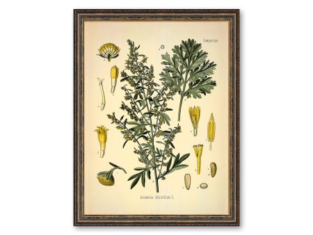 Absinth Medical Plant Botanicals Floral Antique Plant and Herb Drawings  Kitchen Art Decorative Print BUY 3 Get 4th PRINT FREE Fashion