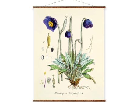 Blue Poppy (Meconopsis Simplicifolia) Vintage Botanicals Antique Plant and Herb Drawings Ready to Hang Kitchen Decorative Canvas Scroll Sale