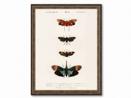 Vintage Butterfly Chart Plate 5 Illustration Decorative Wall Print Poster Science Chart Home Decor Wall Hangings BUY 3 Get 4th PRINT FREE Online now