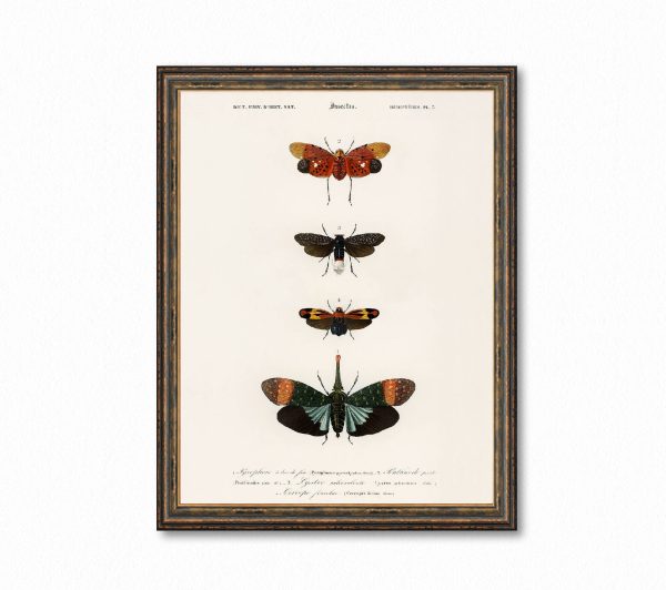 Vintage Butterfly Chart Plate 5 Illustration Decorative Wall Print Poster Science Chart Home Decor Wall Hangings BUY 3 Get 4th PRINT FREE Online now