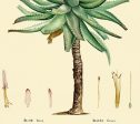 Aloe Plant Vintage Medical Botanicals Antique Herb Drawings Ready to Hang Kitchen Art Decorative Canvas Scroll Supply