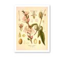 Almond Rosaceae Amygdalus Communis Vintage Medical Botanicals Antique Plant and Herb Drawings  Kitchen Art Print BUY 3 Get 4th PRINT FREE Fashion