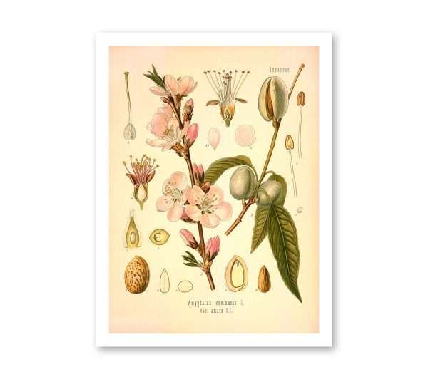 Almond Rosaceae Amygdalus Communis Vintage Medical Botanicals Antique Plant and Herb Drawings  Kitchen Art Print BUY 3 Get 4th PRINT FREE Fashion