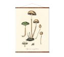 Agaricus Semiglobatus Mushrooms Vintage Medical Botanicals Antique Plant and Herb Drawings Ready to Hang Kitchen Decorative Canvas Scroll Online