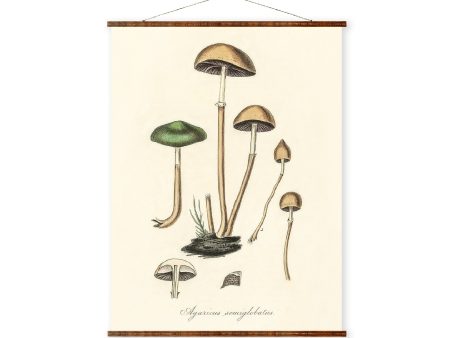 Agaricus Semiglobatus Mushrooms Vintage Medical Botanicals Antique Plant and Herb Drawings Ready to Hang Kitchen Decorative Canvas Scroll Online