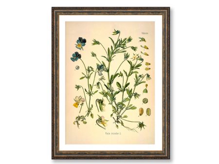 Wild Pansy Viola Heartsease Vintage Medical Botanicals Antique Plant and Herb Drawings Kitchen Art Decorative Print BUY 3 Get 4th PRINT FREE Online