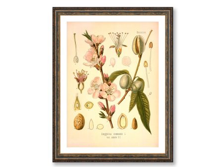 Almond Rosaceae Amygdalus Communis Vintage Medical Botanicals Antique Plant and Herb Drawings  Kitchen Art Print BUY 3 Get 4th PRINT FREE Fashion