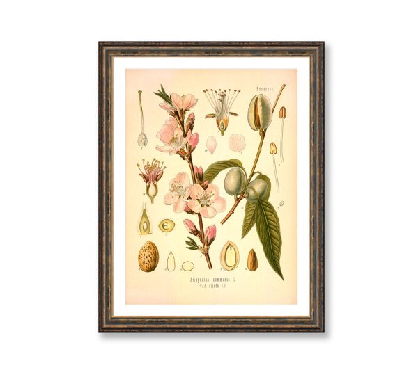 Almond Rosaceae Amygdalus Communis Vintage Medical Botanicals Antique Plant and Herb Drawings  Kitchen Art Print BUY 3 Get 4th PRINT FREE Fashion