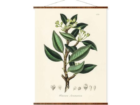 Wintera Aromatica illustration Botanicals Antique Plant Drawings Ready to Hang Kitchen Decorative Canvas Scroll For Cheap