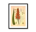 Aloe Plant Succotrina Vintage Medical Botanicals Antique Plant and Herb Drawings Kitchen Art Decorative Print BUY 3 Get 4th PRINT FREE on Sale