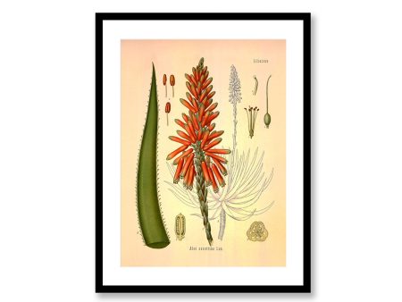 Aloe Plant Succotrina Vintage Medical Botanicals Antique Plant and Herb Drawings Kitchen Art Decorative Print BUY 3 Get 4th PRINT FREE on Sale