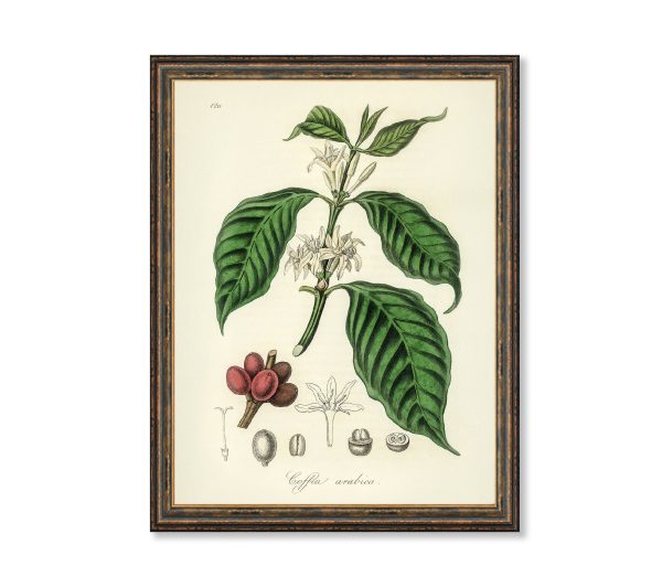 Coffea Arabica Illustration Vintage Botanicals Antique Kitchen Art Decorative Print BUY 3 Get 4th PRINT FREE Online