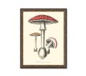 Amanita Muscaria Mushrooms Illustration Vintage Medical Botanicals Antique Kitchen Art Decorative Print BUY 3 Get 4th PRINT FREE For Sale