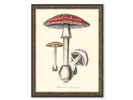 Amanita Muscaria Mushrooms Illustration Vintage Medical Botanicals Antique Kitchen Art Decorative Print BUY 3 Get 4th PRINT FREE For Sale