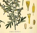 Absinth Medical Botanicals Antique Plant and Vintage Herb Drawings Ready to Hang Kitchen Art Decorative Canvas Scroll Sale