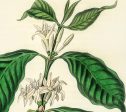 Coffea Arabica Illustration Vintage Botanicals Antique Kitchen Art Decorative Print BUY 3 Get 4th PRINT FREE Online