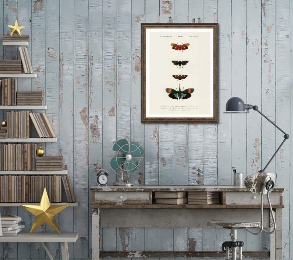 Vintage Butterfly Chart Plate 5 Illustration Decorative Wall Print Poster Science Chart Home Decor Wall Hangings BUY 3 Get 4th PRINT FREE Online now