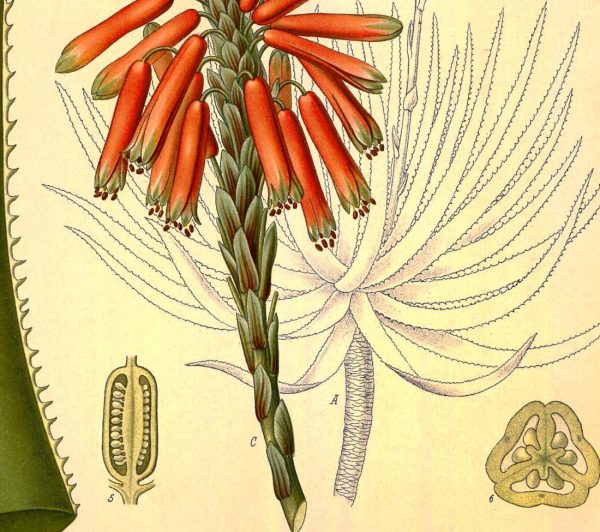 Aloe Plant Succotrina Vintage Medical Botanicals Antique Plant and Herb Drawings Kitchen Art Decorative Print BUY 3 Get 4th PRINT FREE on Sale