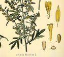 Absinth Medical Plant Botanicals Floral Antique Plant and Herb Drawings  Kitchen Art Decorative Print BUY 3 Get 4th PRINT FREE Fashion