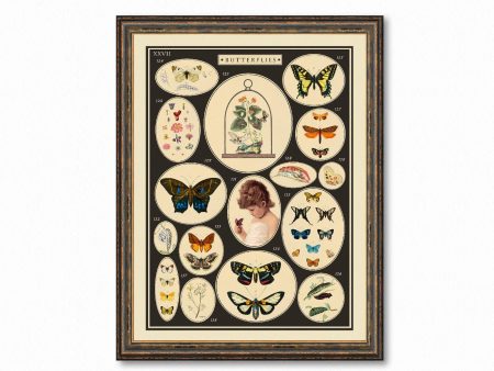 Vintage Butterfly Science Chart Art Decorative Wall Print Poster Science Chart Home Decor Wall Hangings Online Sale