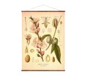 Almond (Rosaceae Amygdalus Communis) Vintage Medical Botanicals Antique Plant and Herb Drawings Ready to Hang Kitchen Art Canvas Scroll Supply