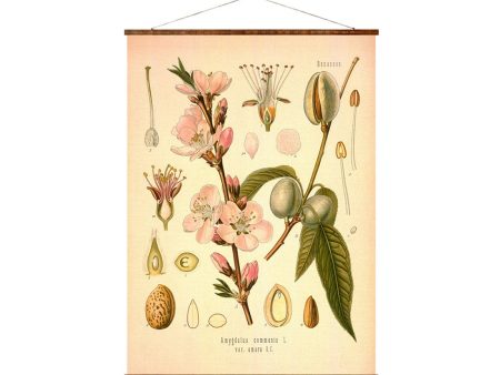 Almond (Rosaceae Amygdalus Communis) Vintage Medical Botanicals Antique Plant and Herb Drawings Ready to Hang Kitchen Art Canvas Scroll Supply